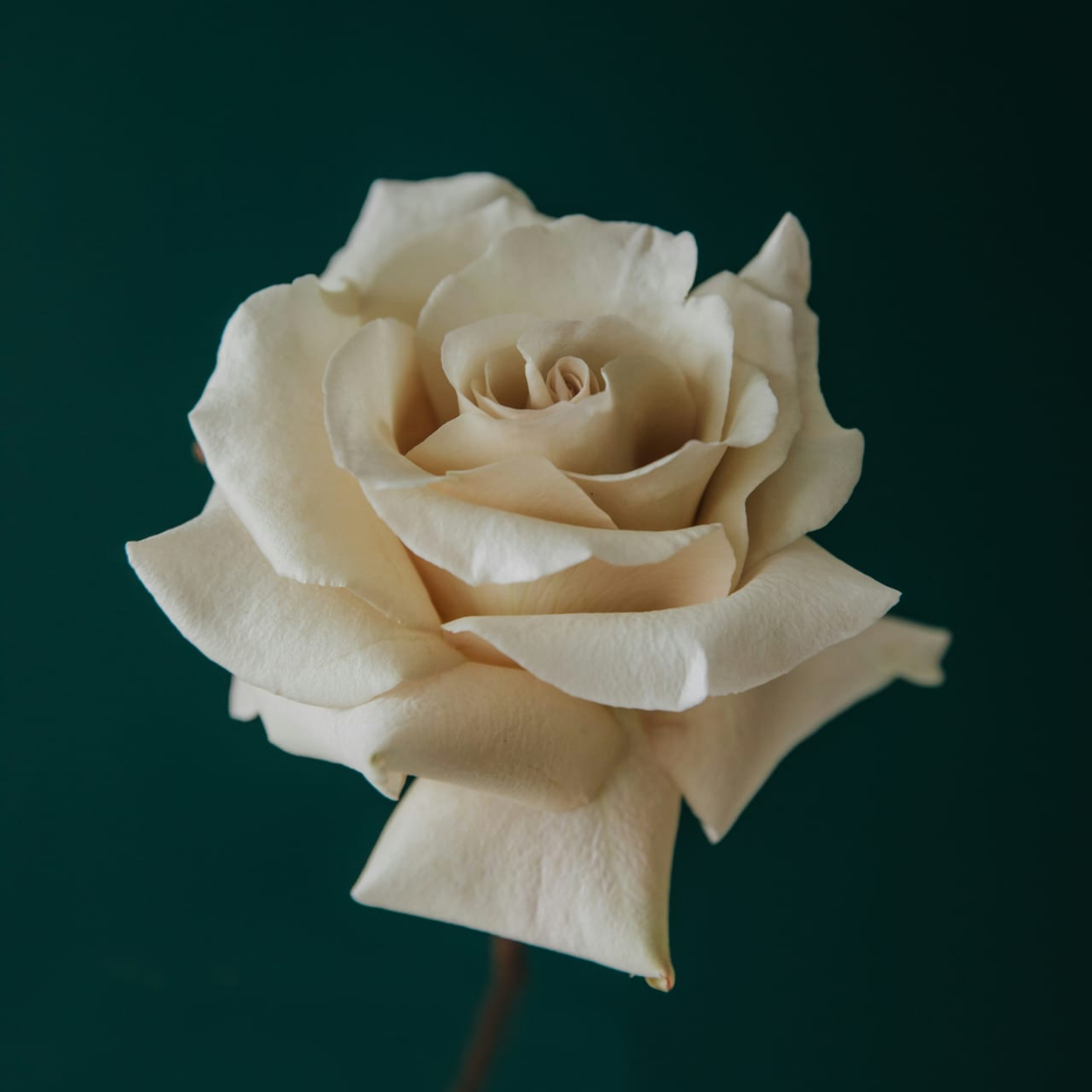 Качественные цветы