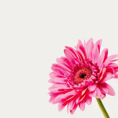 Монобукеты