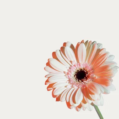 Монобукеты