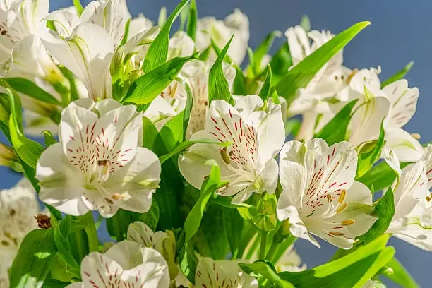 Альстромерия