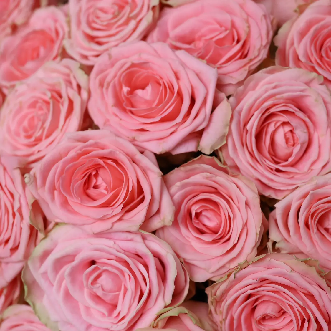 Моно букет из роз Софи 51