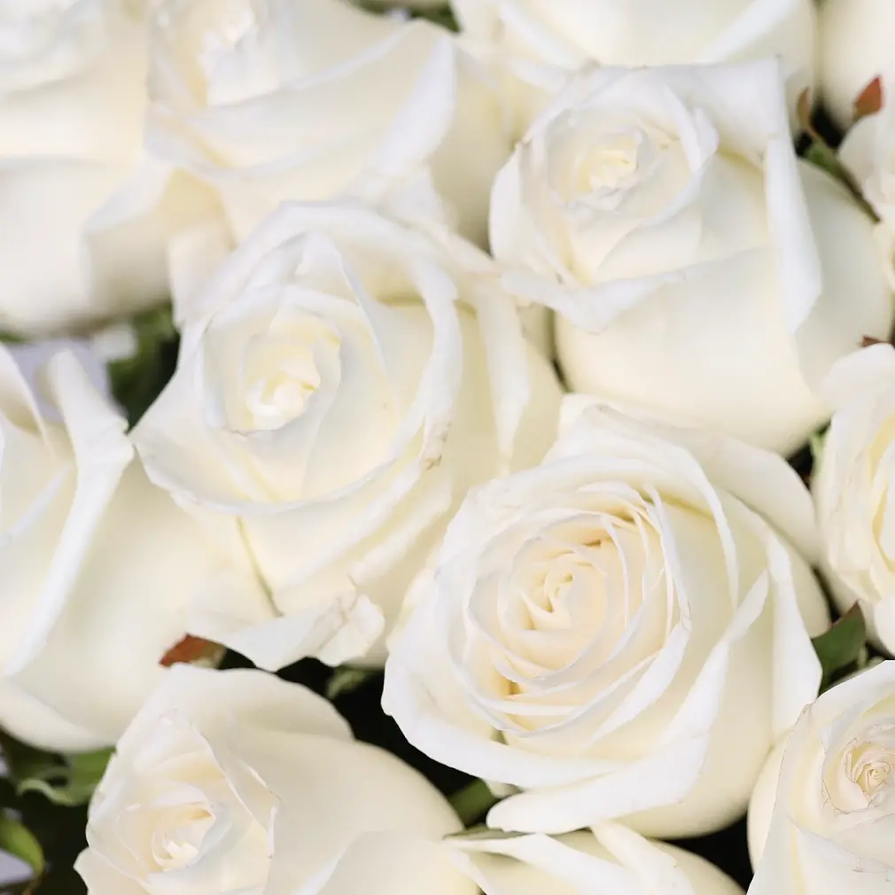 Моно букет из белых роз 35
