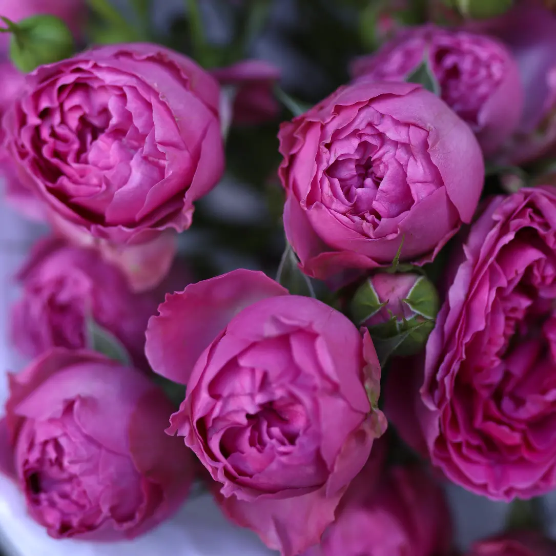 Моно букет из малиновых кустовых роз 9