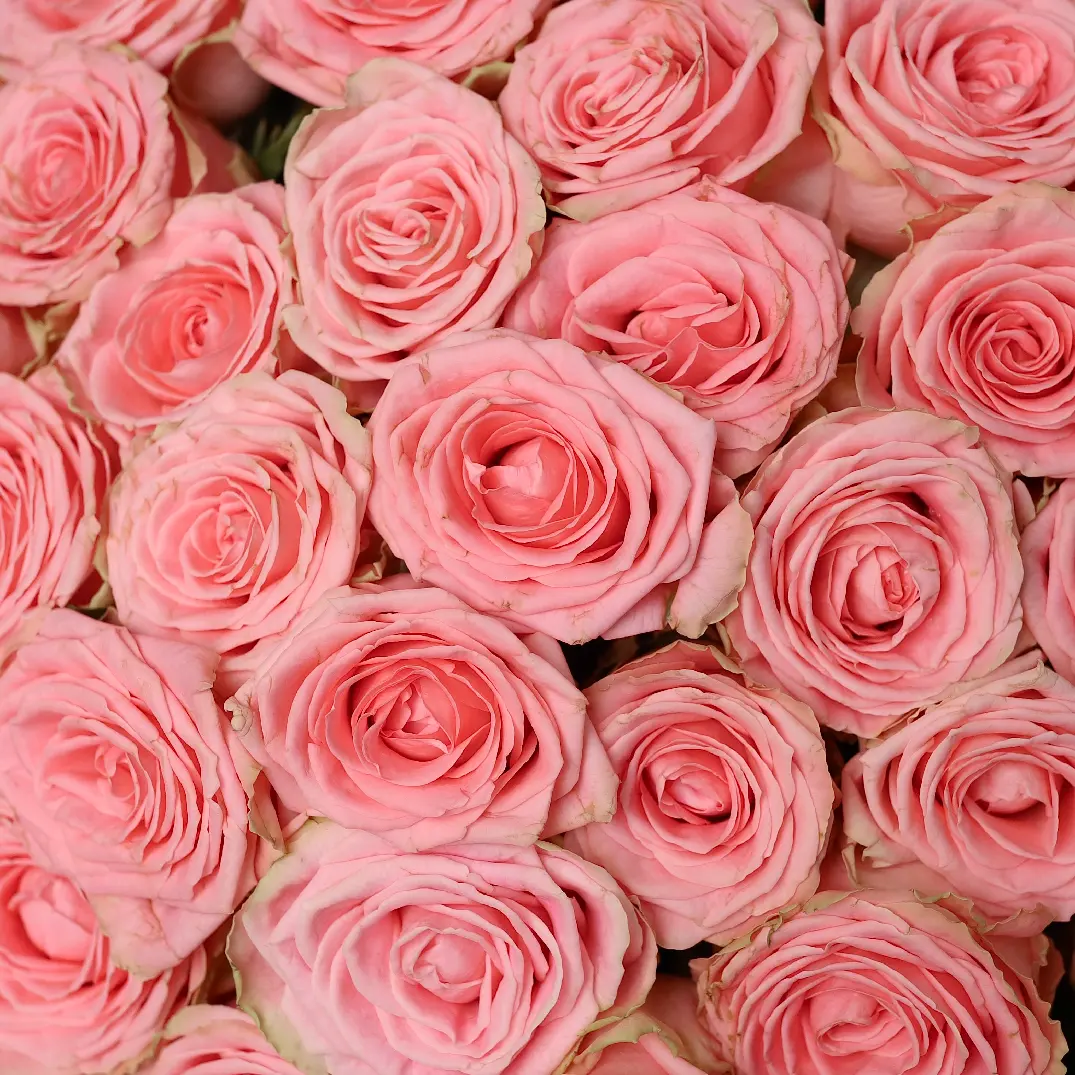 Моно букет из роз Софи 51