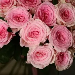 Моно букет из 25 роз Мандала