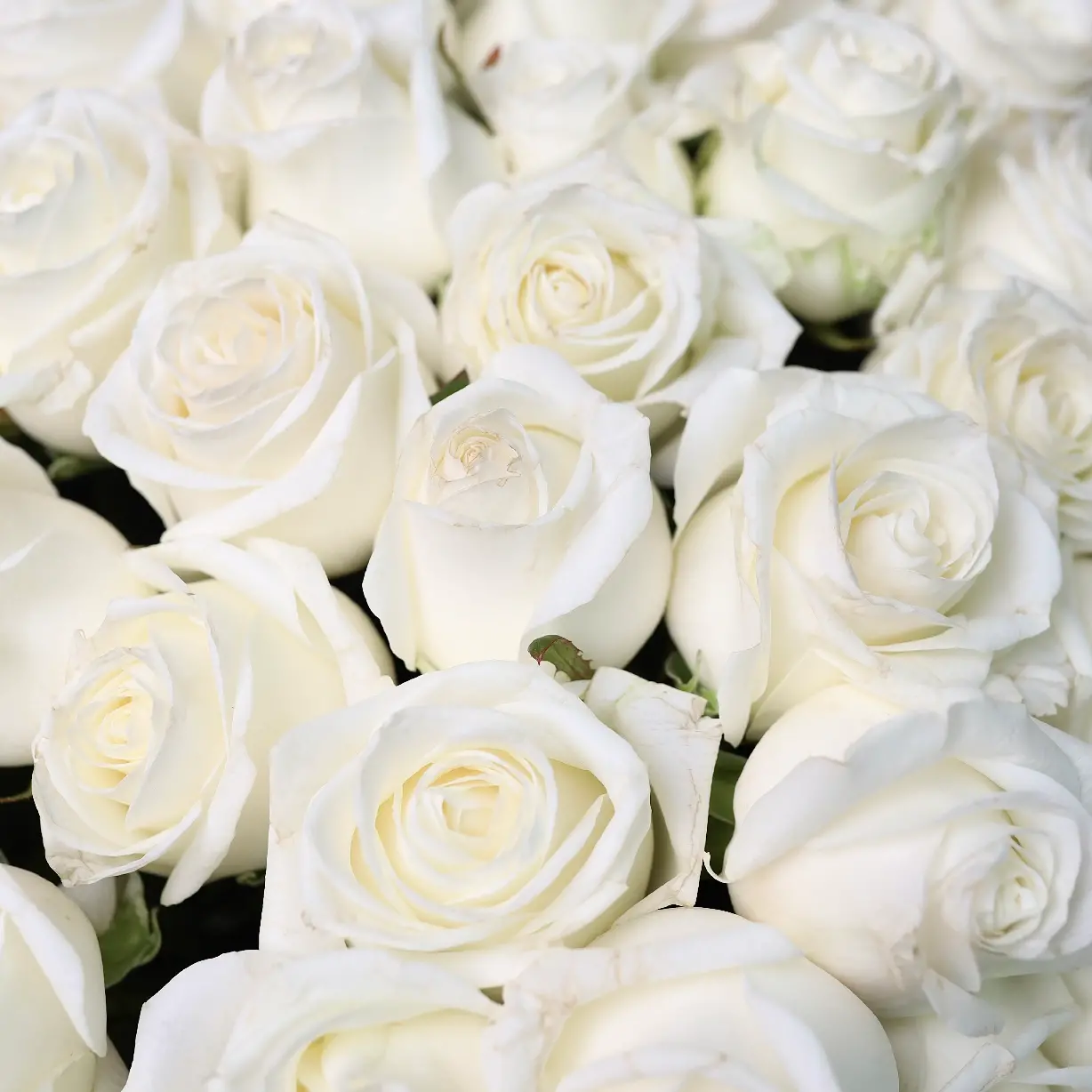 Моно букет из белых роз 35