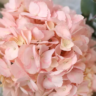 Букет 128 из гортензии и эвкалипта