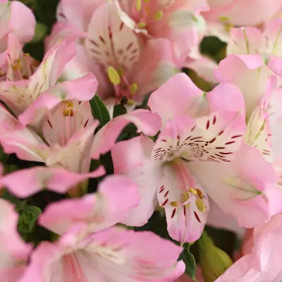 Букет 3 из альстромерии