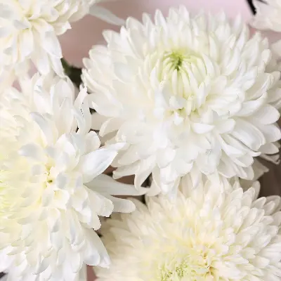 Букет 301 из хризантем