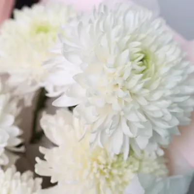 Букет 301 из хризантем