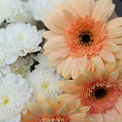 Букет 34 из хризантем и гербер