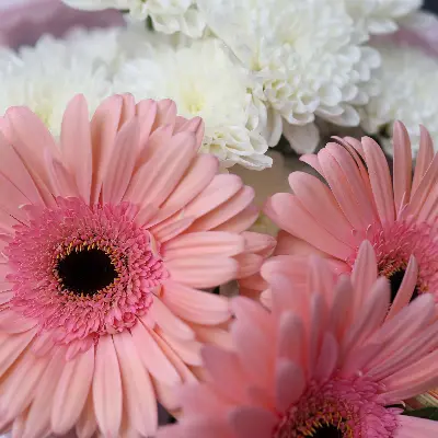 Букет 36 из хризантем и гербер