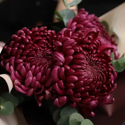 Букет 371 из хризантем бигуди и эвкалипта