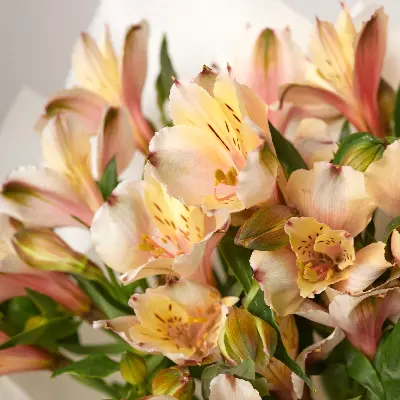 Букет 4 из альстромерии