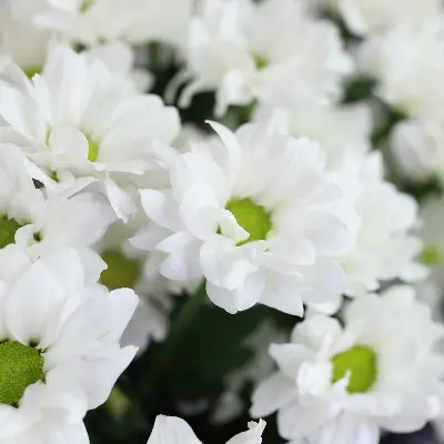 Букет 53 из хризантем