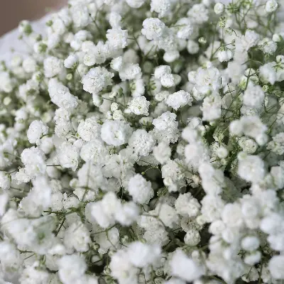 Букет 55 из гипсофил