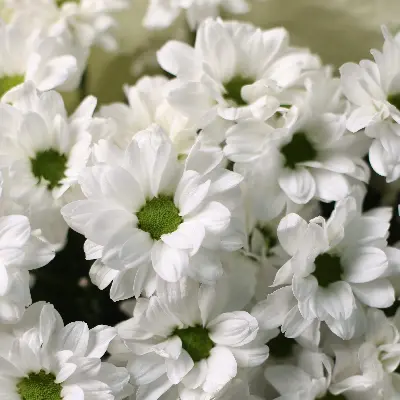 Букет 742 из хризантем