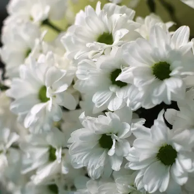 Букет 742 из хризантем