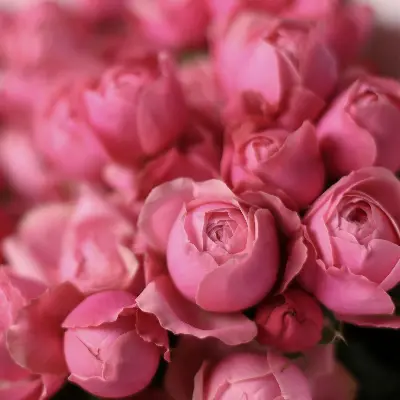 Букет 80 из кустовых роз