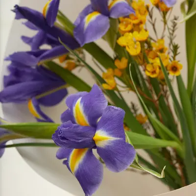 Букет 8004 из ирисов и хамелациума