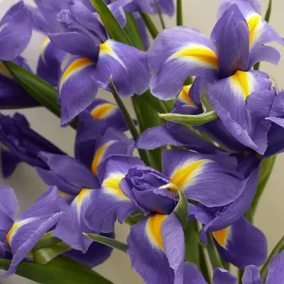 Букет 8005 из ирисов