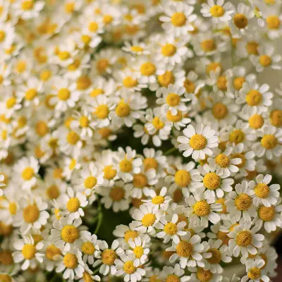 Букет 93 из танацетума