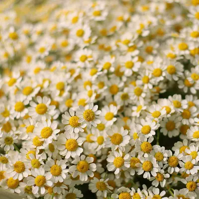 Букет 93 из танацетума