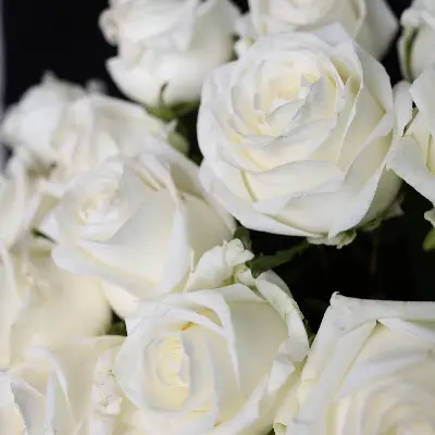 Моно букет из 15 белых роз