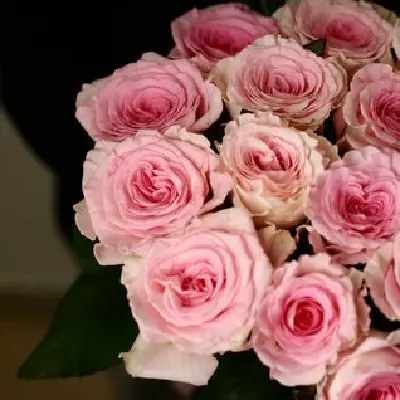 Моно букет из 15 роз Мандала