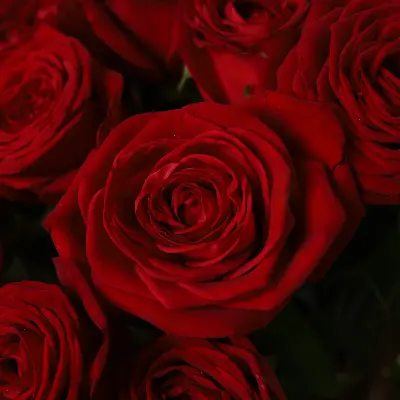 Моно букет из 25 красных роз