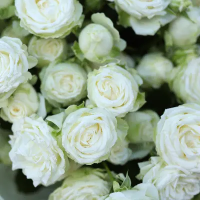 Моно букет из 9 белых кустовых роз