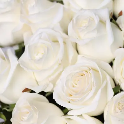 Моно букет из белых роз 35