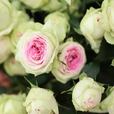 Моно букет из кустовой розы джелато 9