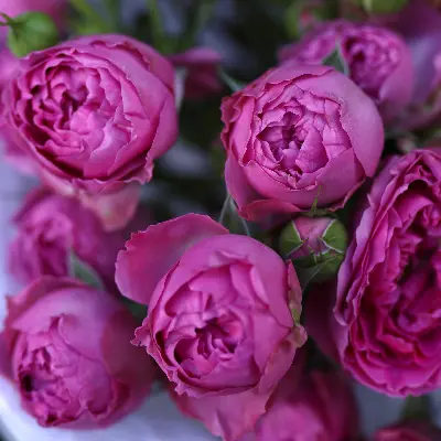 Моно букет из малиновых кустовых роз 9