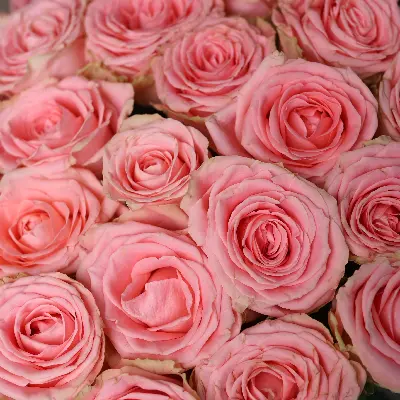 Моно букет Софи 15