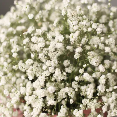 Шляпная коробка 16 из гипсофил