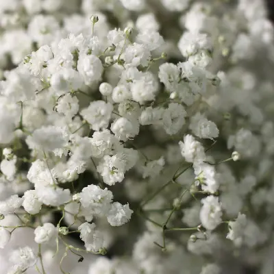 Сумочка 575 из гипсофил